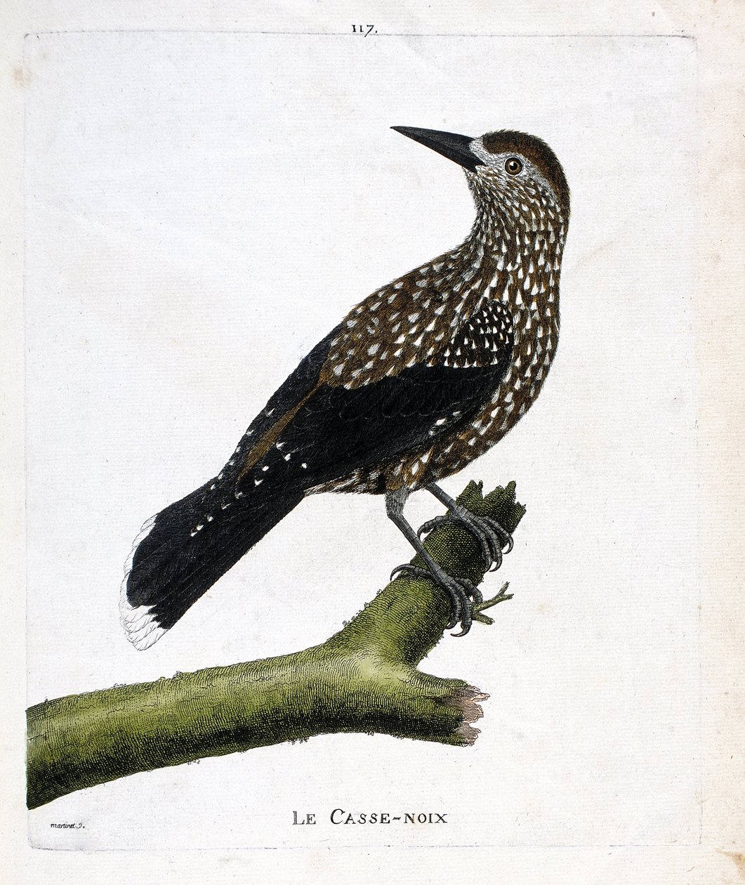 Tableau zoologique (ornithologie) : le casse-noix (nucifraga caryocatactes) sur une branche. Illustration dans « L