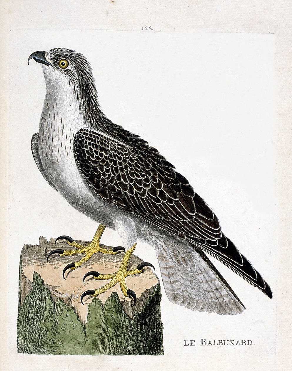 Planche zoologique (ornithologie) : balbuzard pêcheur (pandion haliaetus). Illustration dans « L