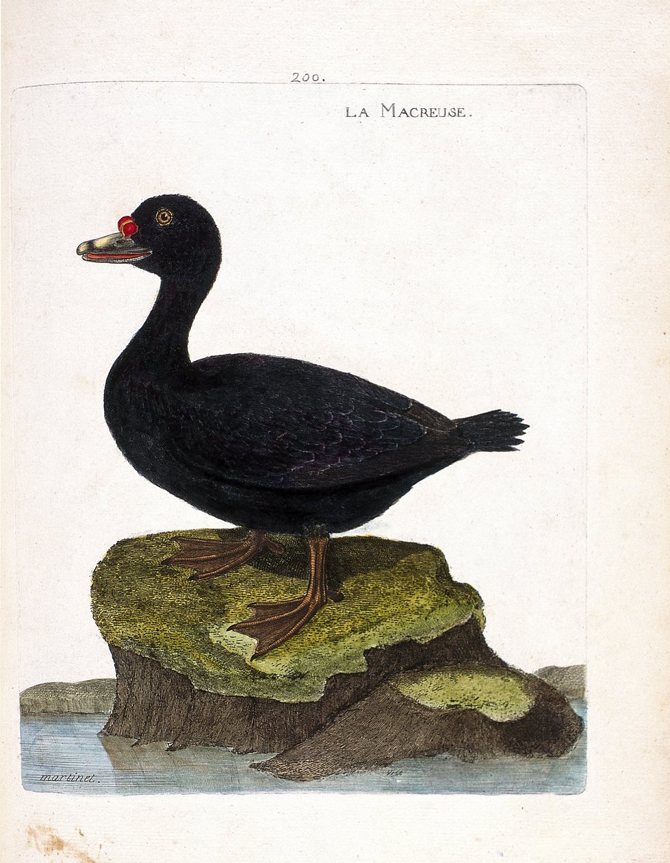 Planche zoologique (ornithologie) : le macreuse (macreuse noire ou melanitta nigra). Illustration dans « L