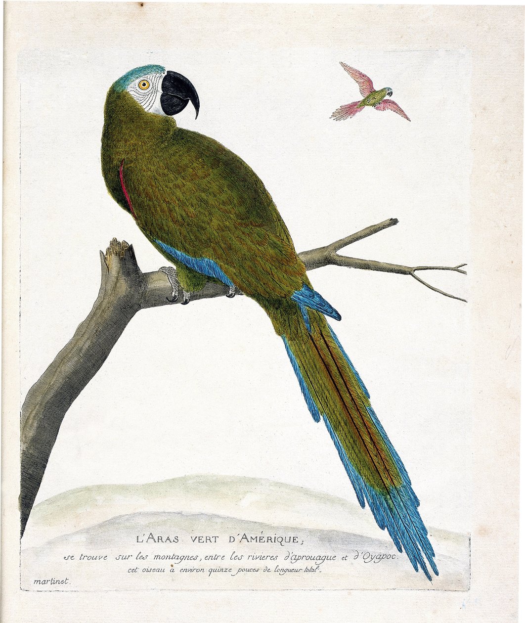 Planche zoologique (ornithologie) : Aras verts américains (Ara vert ou ara severa) sur une branche. Illustration dans « L