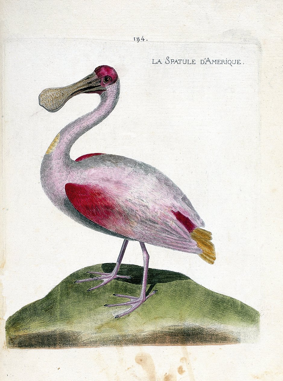 Carte zoologique (ornithologie) : spatule rosée (platalea ajaja). Illustration dans « L
