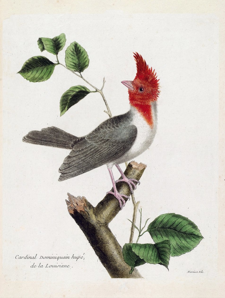Planche zoologique (ornithologie) : Cardinal dominicain huppé (parare huppé ou paroaria coronata) sur une branche. Illustration dans « L