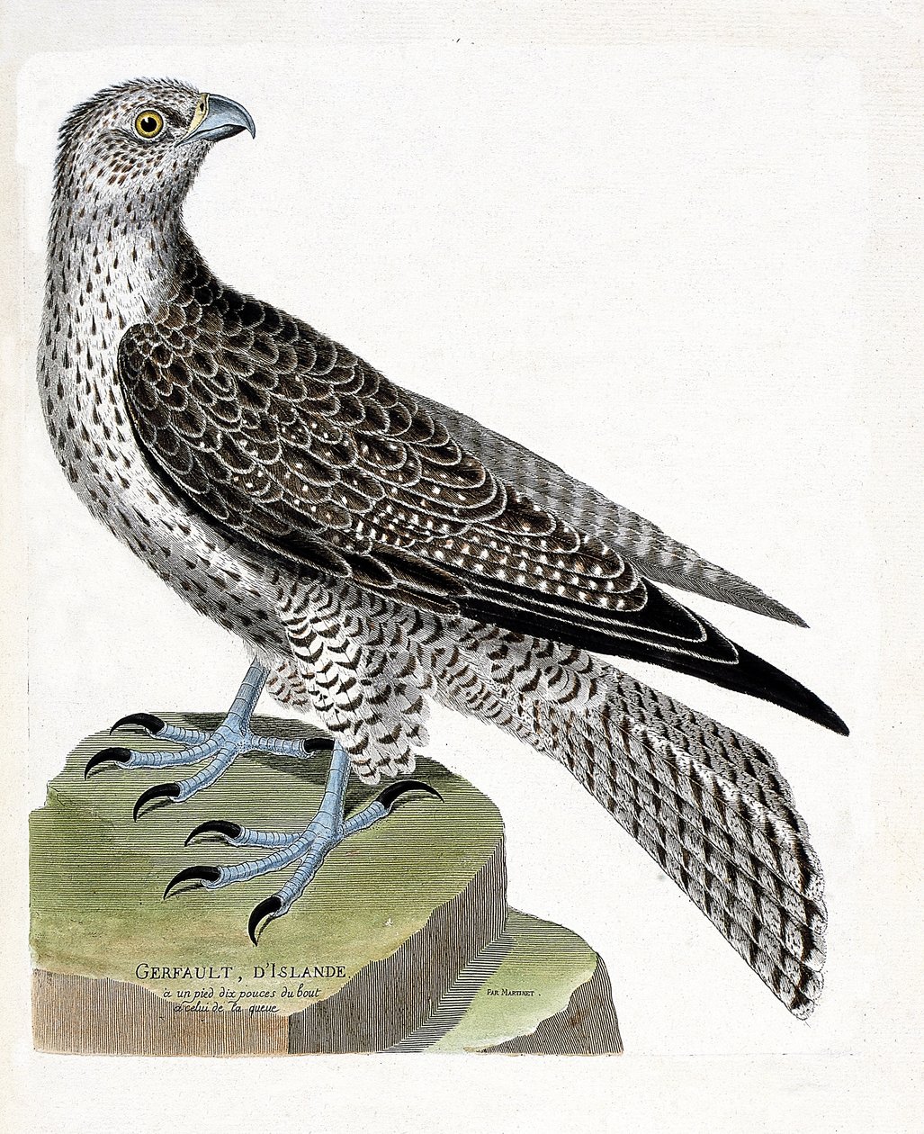 Carte zoologique (ornithologie) : gerfaut islandais (faucon gerfaut ou falco rusticolus). Illustration dans « L