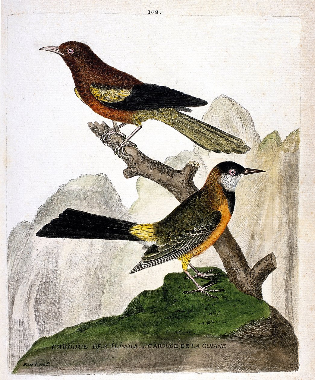 Planche zoologique (ornithologie) : Merle d