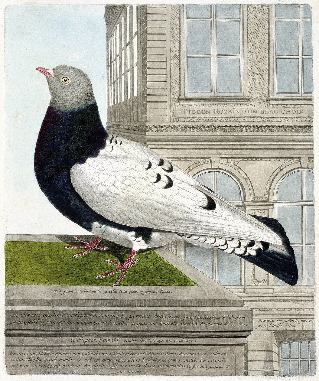 Planche zoologique (ornithologie) : Le pigeon romain (columba livia). Illustration dans « L