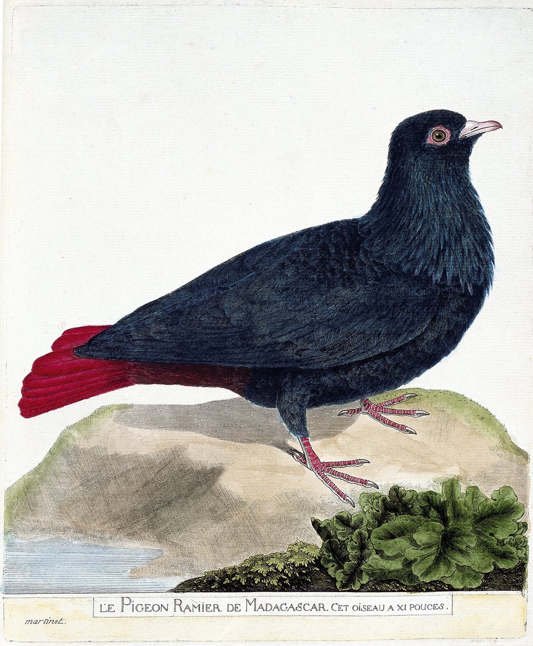 Planche zoologique (ornithologie) : le pigeon de Madagascar (alectroenas madagascariensis). Illustration dans « L