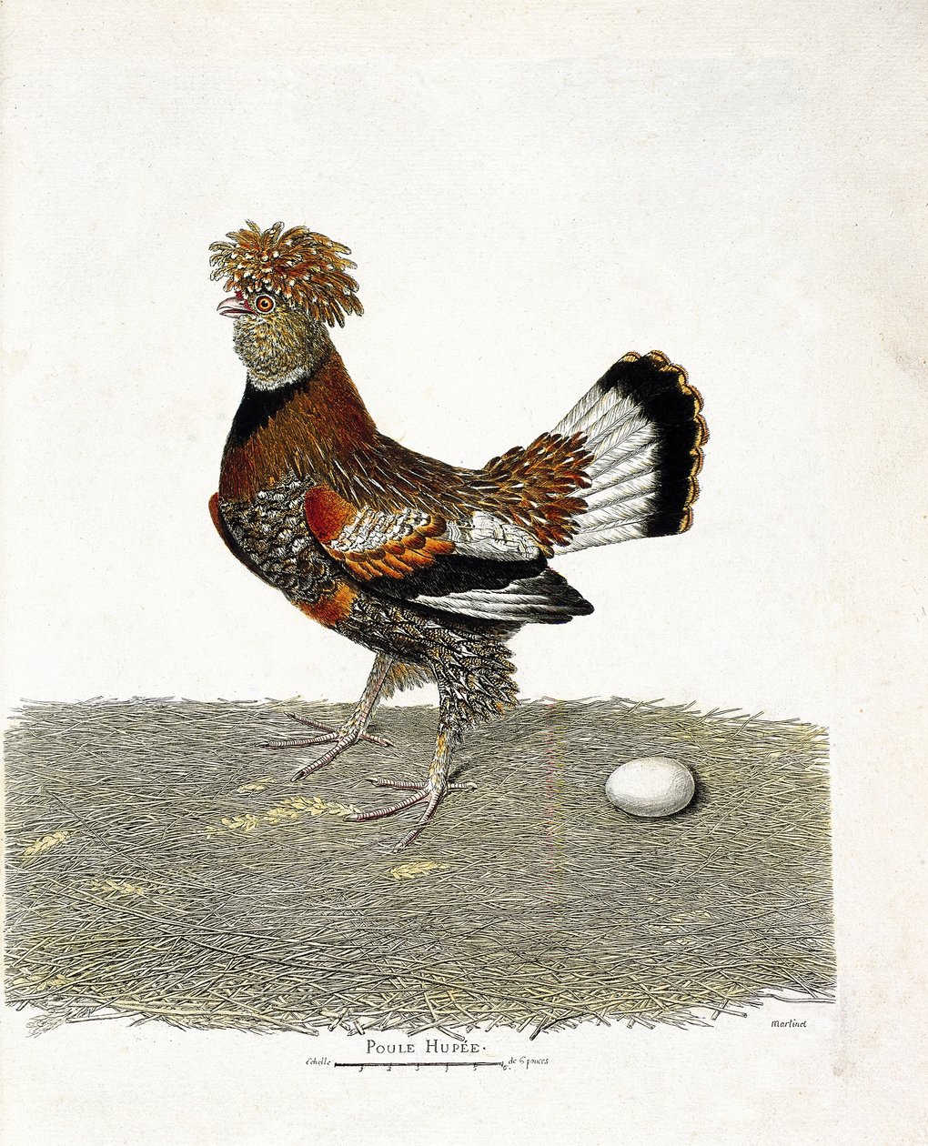 Planche zoologique (ornithologie) : la poule domestique (gallus gallus) et son œuf. Illustration dans « L