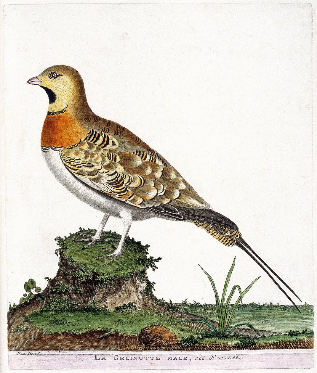 Planche zoologique (ornithologie) : Le mâle gelinotte des Pyrénées (Ganga cata ou pterocles alchata). Illustration dans « L