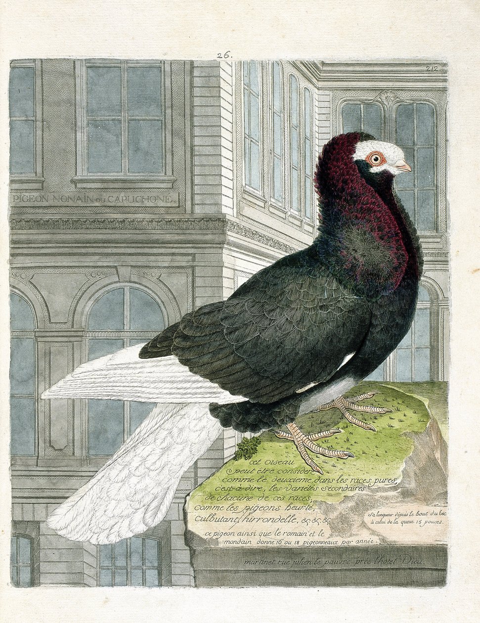 Planche zoologique (ornithologie) : le pigeon capuchon (columba livia). Illustration dans « L