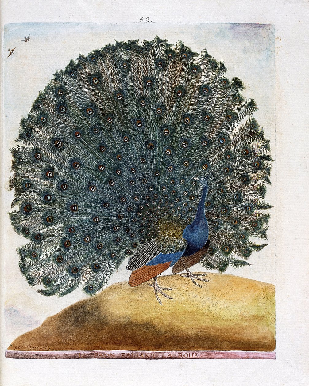 Planche zoologique (ornithologie) : Le paon faisant la roue (paon bleu ou Pavo cristatus). Illustration dans « L