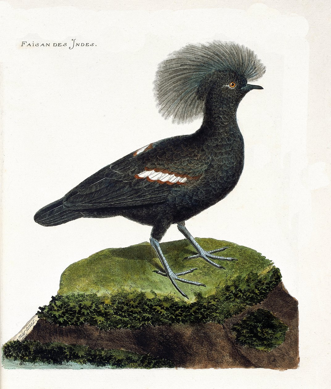 Planche zoologique (ornithologie) : Le faisan d