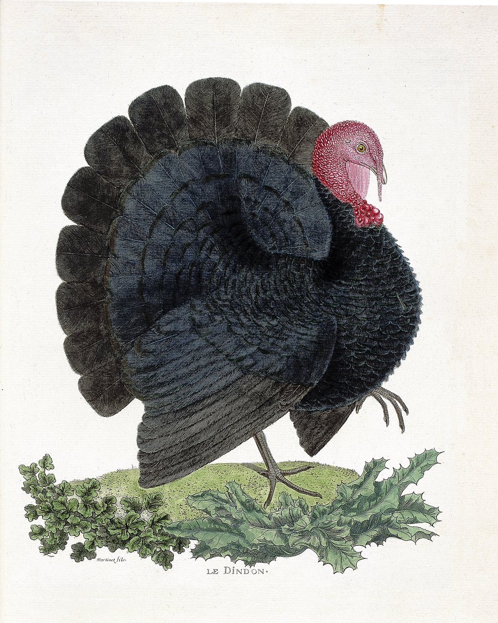 Planche zoologique (ornithologie) : Dinde (dinde domestique ou Melaeagris gallopavo). Illustration dans « L