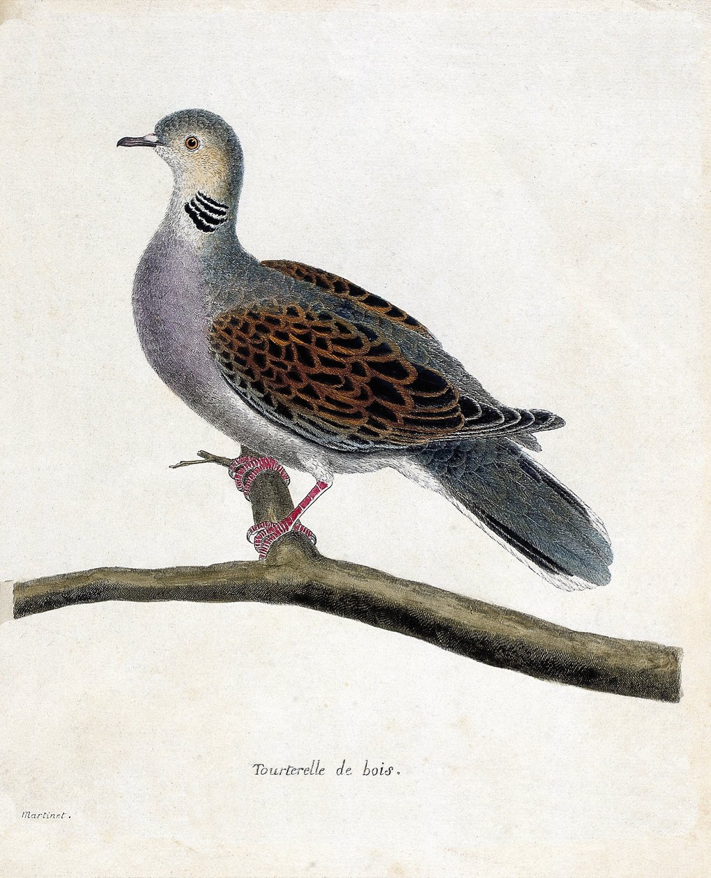Planche zoologique (ornithologie) : Tourterelle des bois (tourterelle des bois ou streptopelia turtur) sur une branche. Illustration dans « L