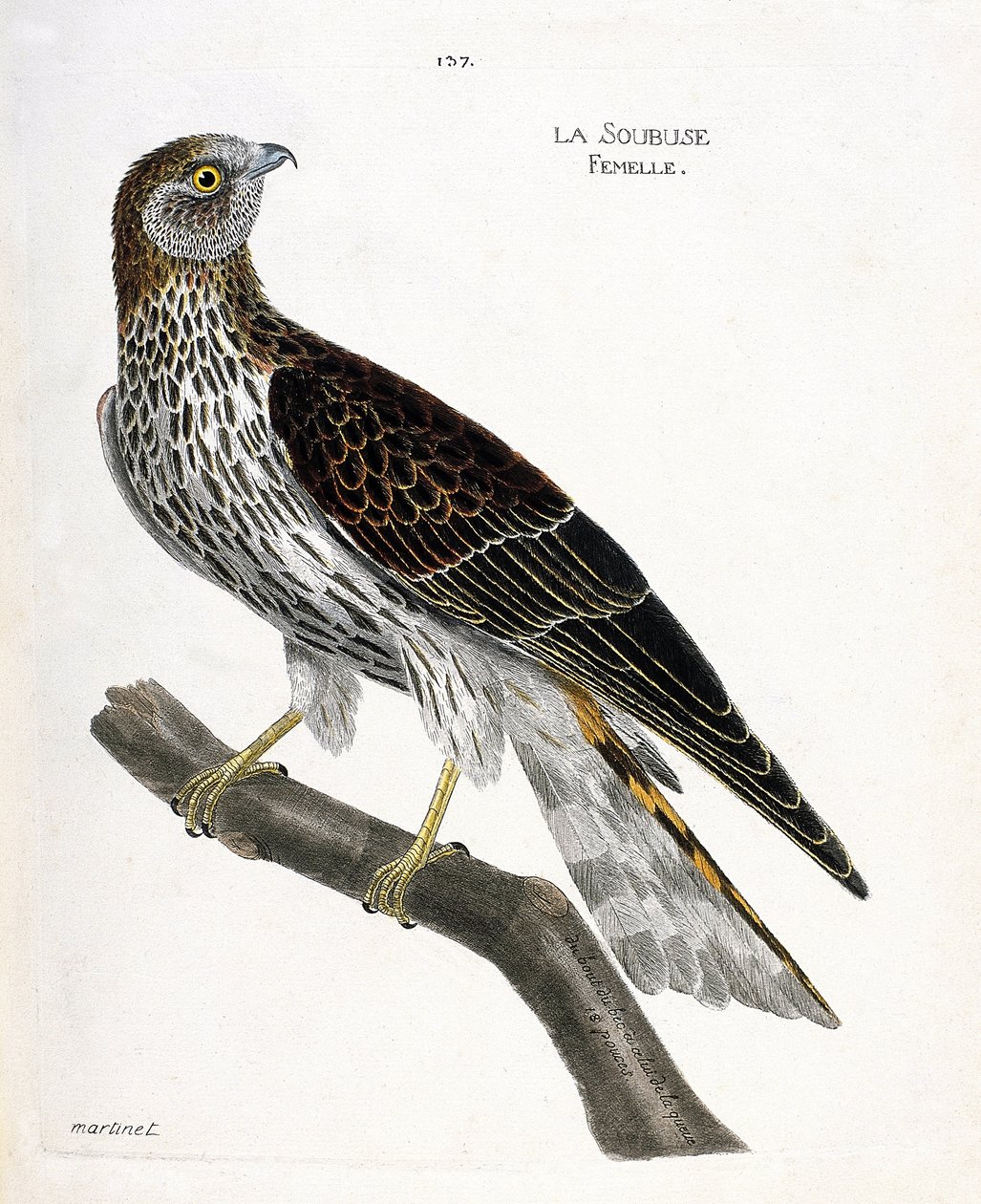 Planche zoologique (ornithologie) : Femelle soubuse (busard Saint-Martin ou circus cyaneus) sur une branche. Illustration dans « L