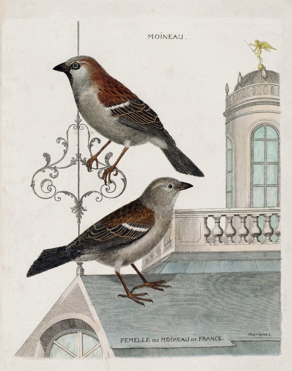 Planche zoologique (ornithologie) : de haut en bas : le moineau et la femelle du moineau de France (passer domesticus). Illustration dans « L