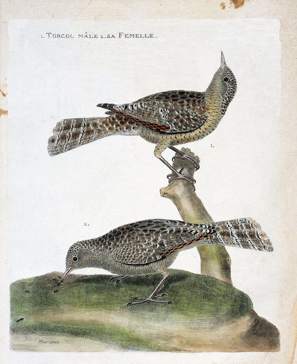 Planche zoologique (ornithologie) : de haut en bas : Le torcol mâle et sa femelle (Torcol fourmilier ou Jynx torquilla). Illustration dans « L