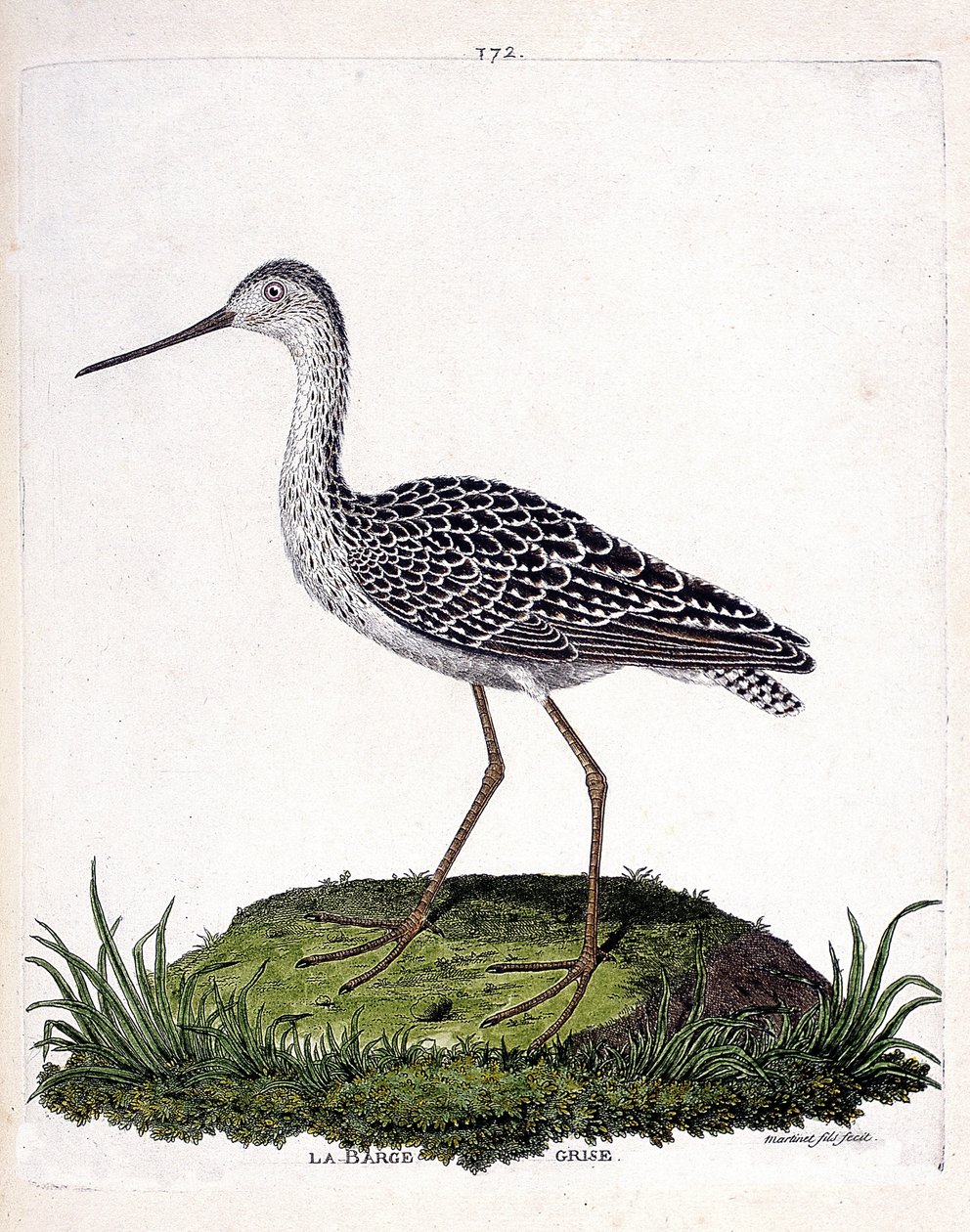 Tableau zoologique (ornithologie) : barge grise (limosa lapponica). Illustration dans « L