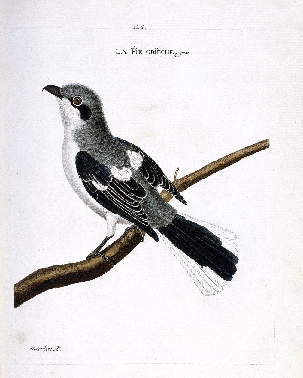 Planche zoologique (ornithologie) : la pie-grièche grise (lanius excubitor) sur une branche. Illustration dans « L