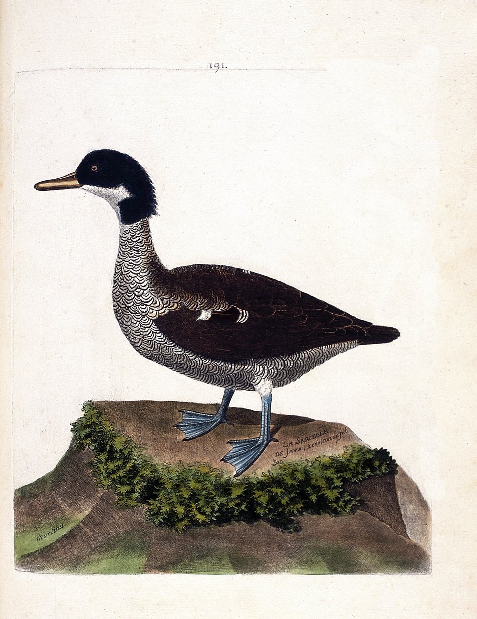 Carte zoologique (ornithologie) : sarcelle de Java (anas gibberifrons). Illustration dans « L