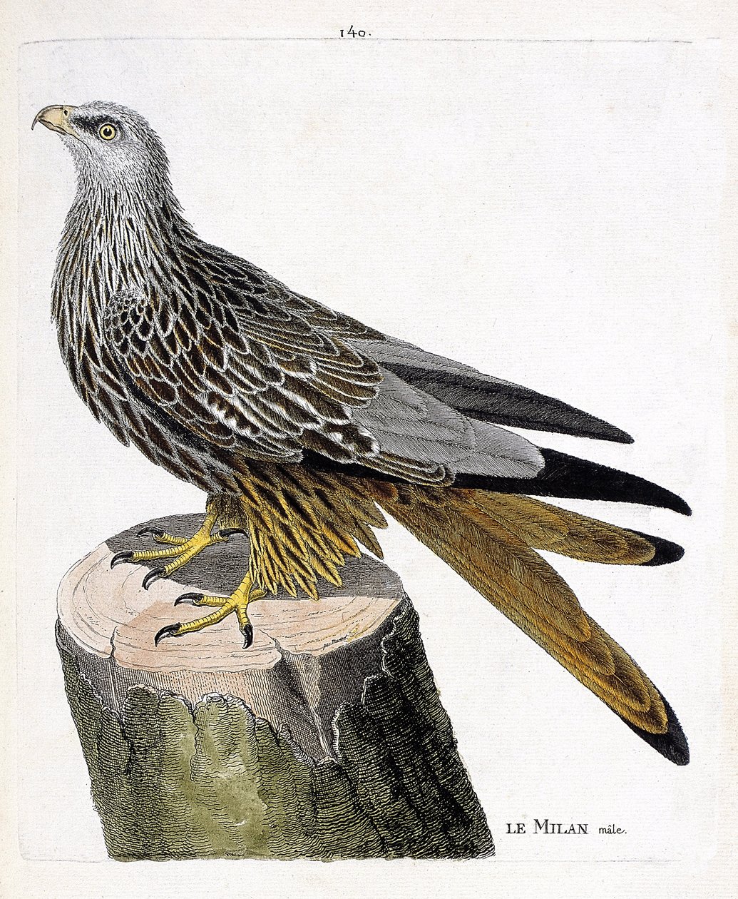 Carte zoologique (ornithologie) : Milan mâle (royal ou milvus milvus). Illustration dans « L