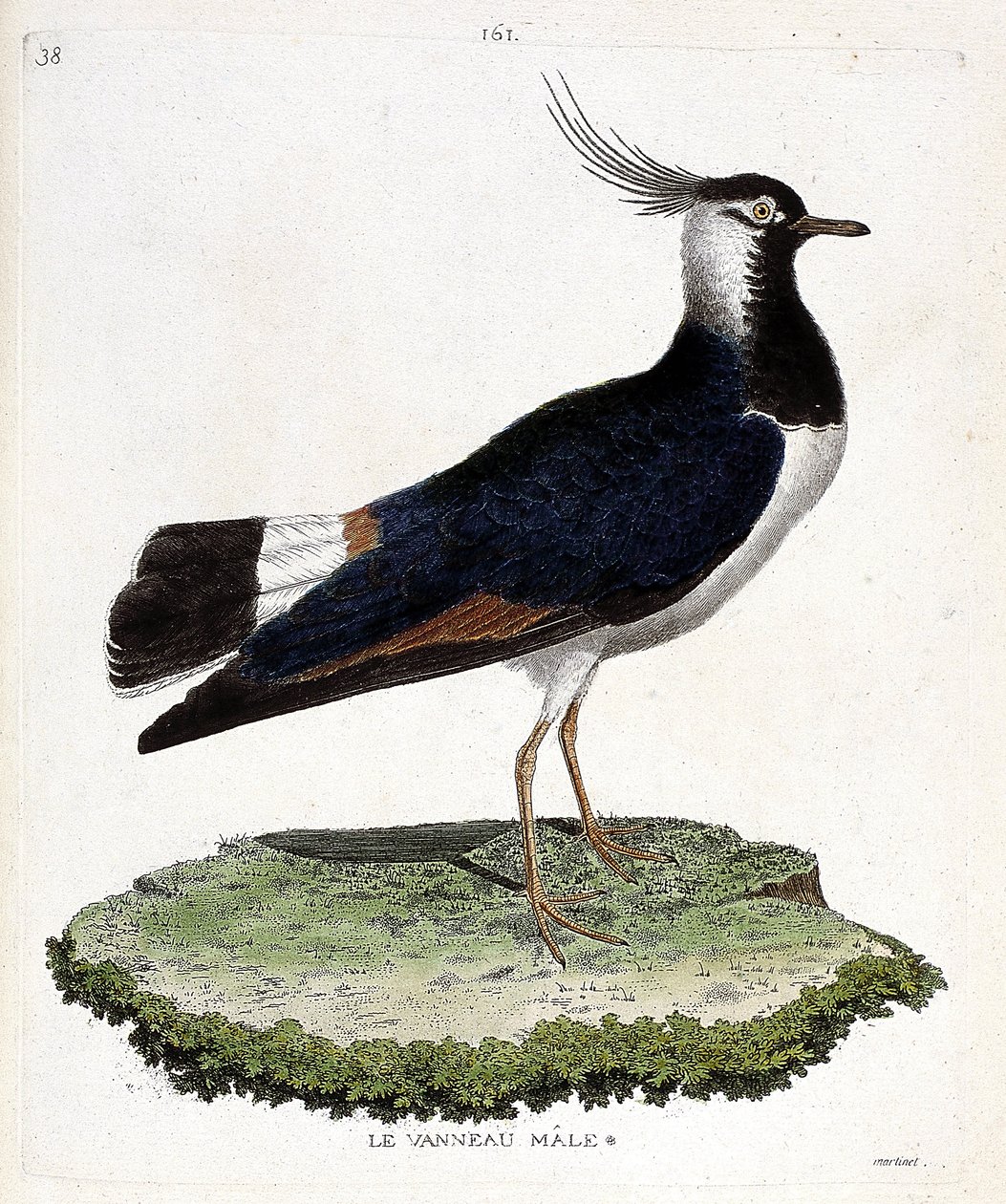 Carte zoologique (ornithologie) : vanneau huppé (vanellus vanellus). Illustration dans « L
