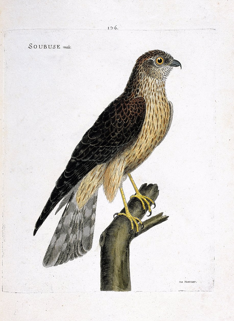 Planche zoologique (ornithologie) : mâle busard Saint-Martin (circus cyaneus) sur une branche. Illustration dans « L