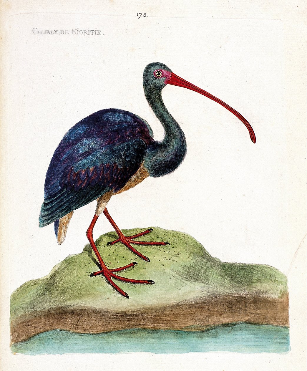 Planche zoologique (ornithologie) : courlis de nigritie (ibis falcinelle ou plegadis falcinellus). Illustration dans « L