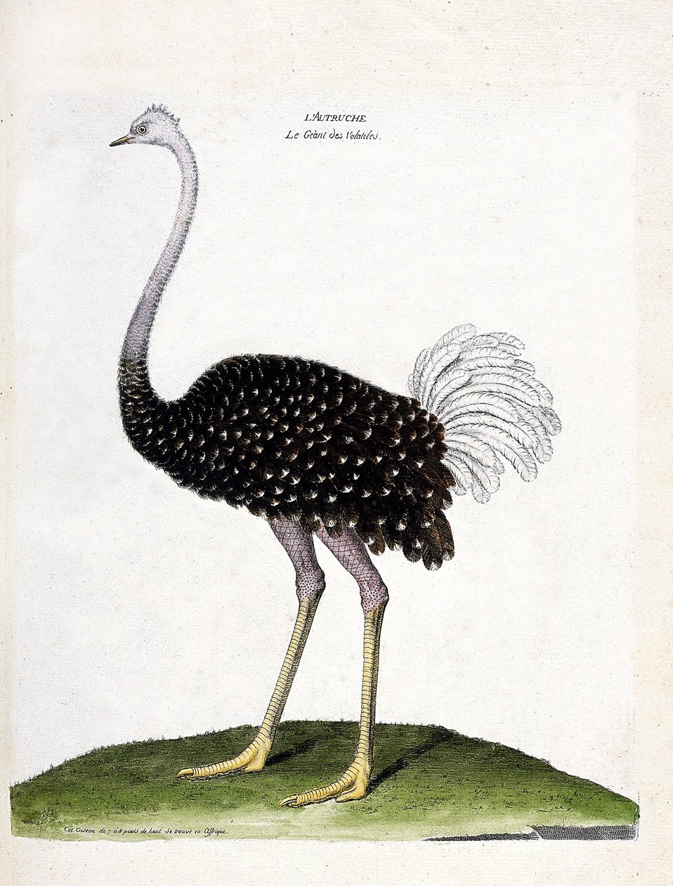 Planche zoologique (ornithologie) : l