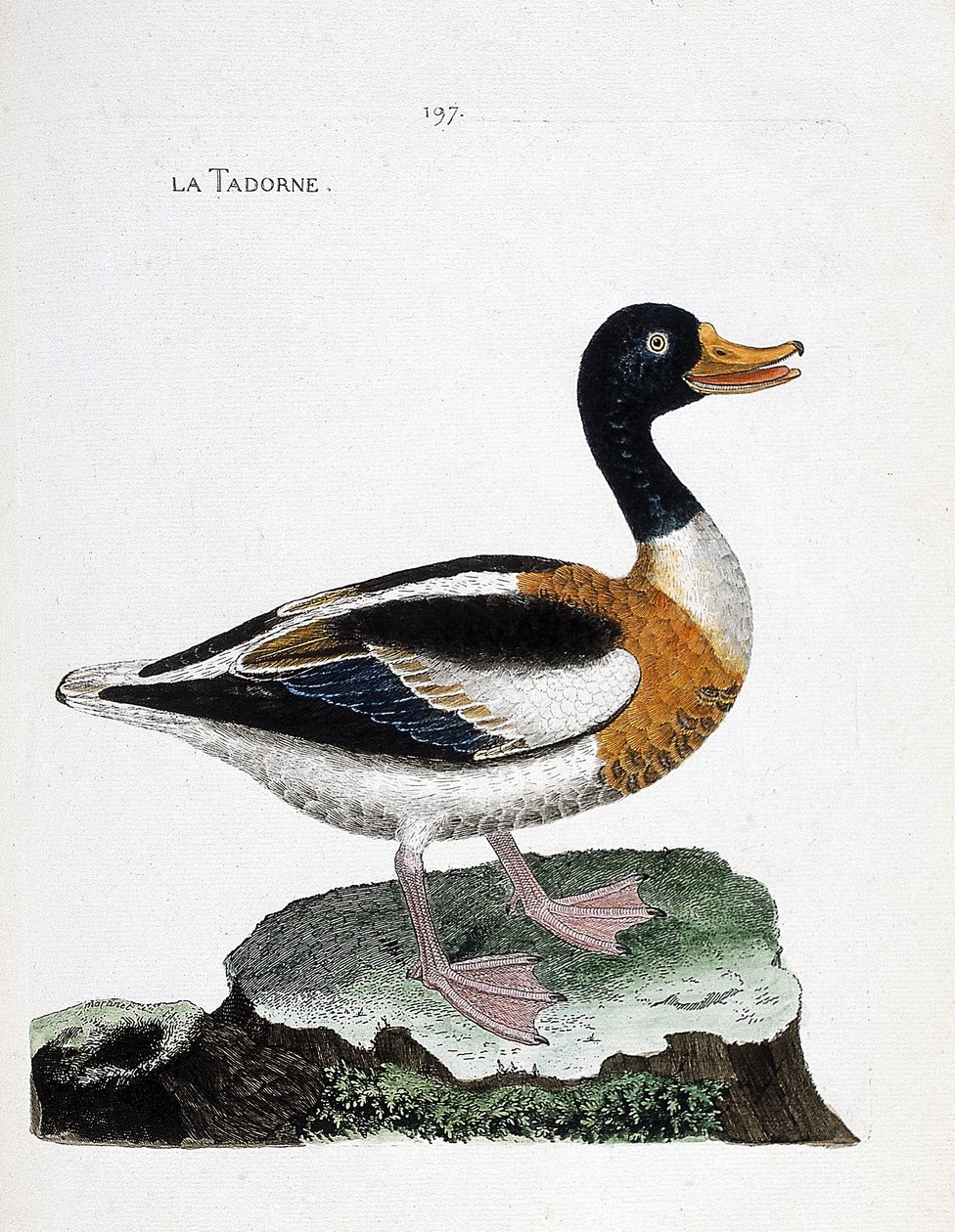 Tableau zoologique (ornithologie) : tadorne (tadorna tadorna). Illustration dans « L