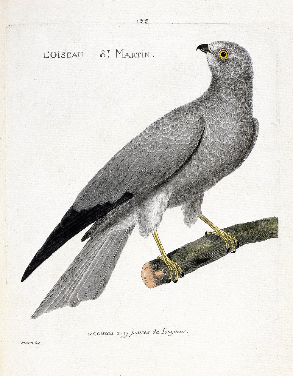 Carte zoologique (ornithologie) : busard Saint-Martin (circus cyaneus) sur une branche. Illustration dans « L