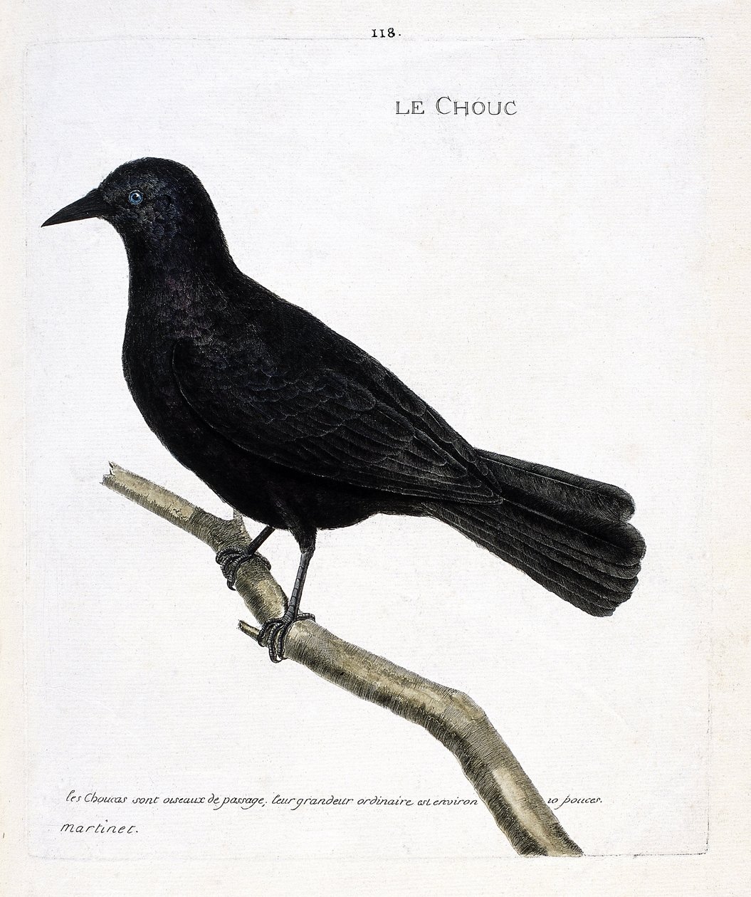 Planche zoologique (ornithologie) : le choucas des tours (corvus monedula) sur une branche. Illustration dans « L