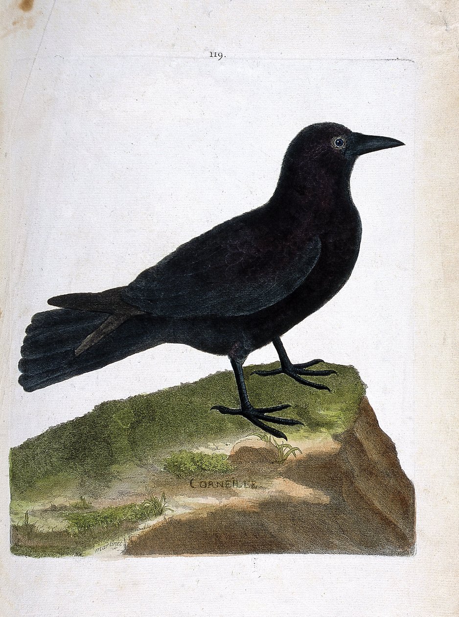 Planche zoologique (ornithologie) : Le corbeau (corbeau noir ou corvus corone). Illustration dans « L