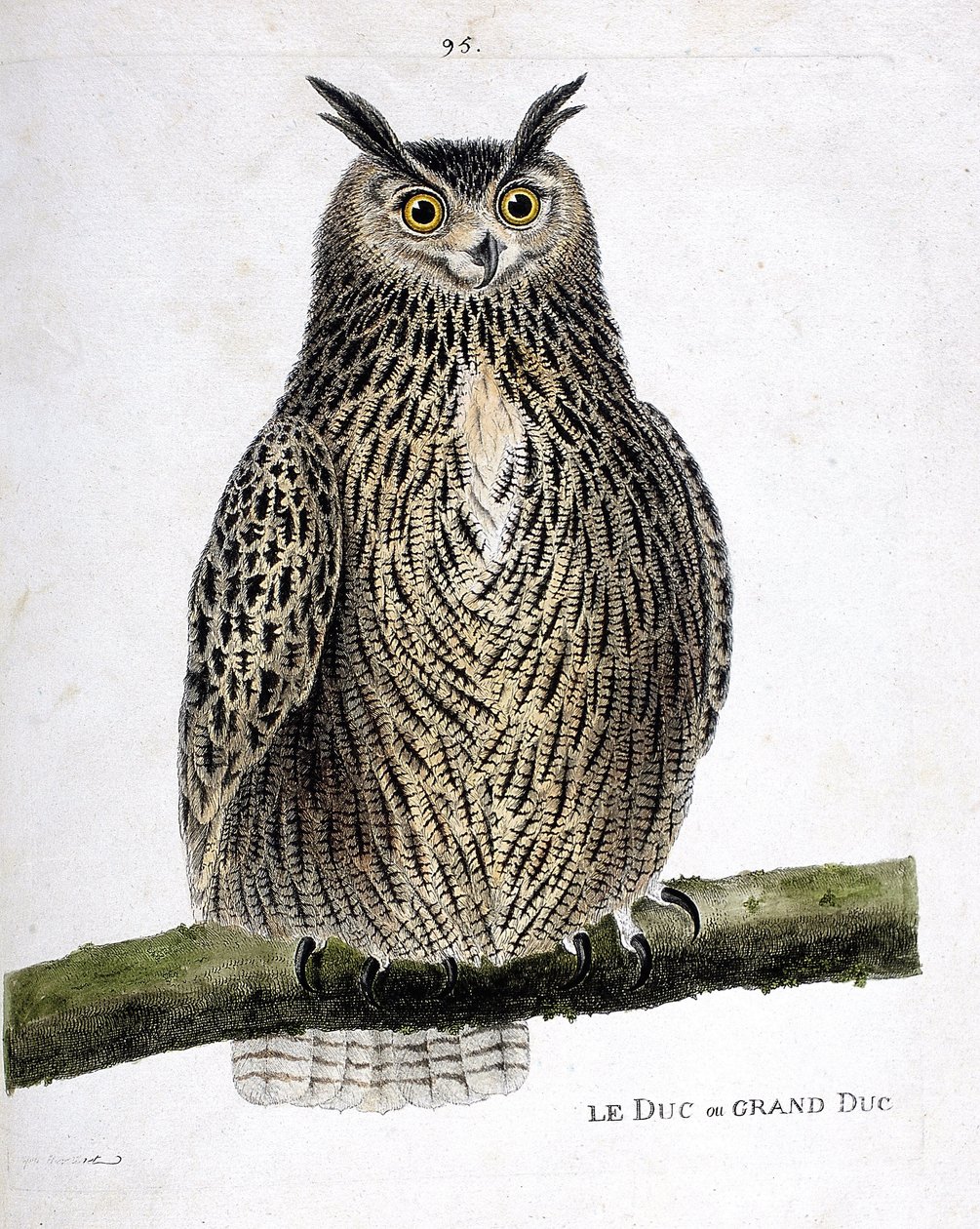 Planche zoologique (ornithologie) : le duc ou grand-duc (grand-duc ou bubo bubo) sur une branche. Illustration dans « L