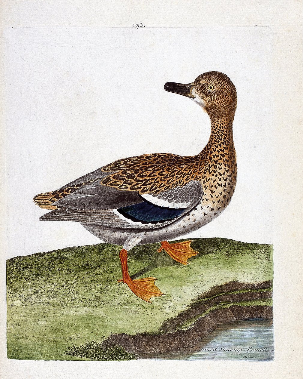 Planche zoologique (ornithologie) : la femelle canard colvert (anas platyrhynchos). Illustration dans « L