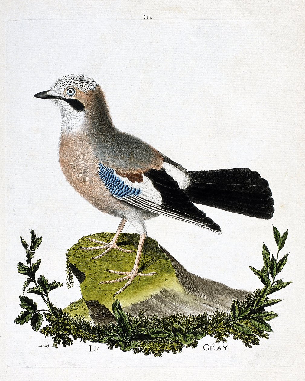 Planche zoologique (ornithologie) : Le geai (geai des chênes ou garrulus glandarius). Illustration dans « L