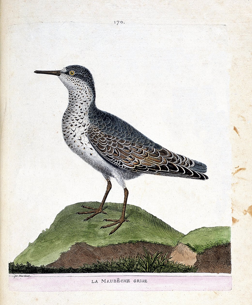 Carte zoologique (ornithologie) : bécasseau violet (calidris maritima). Illustration dans « L