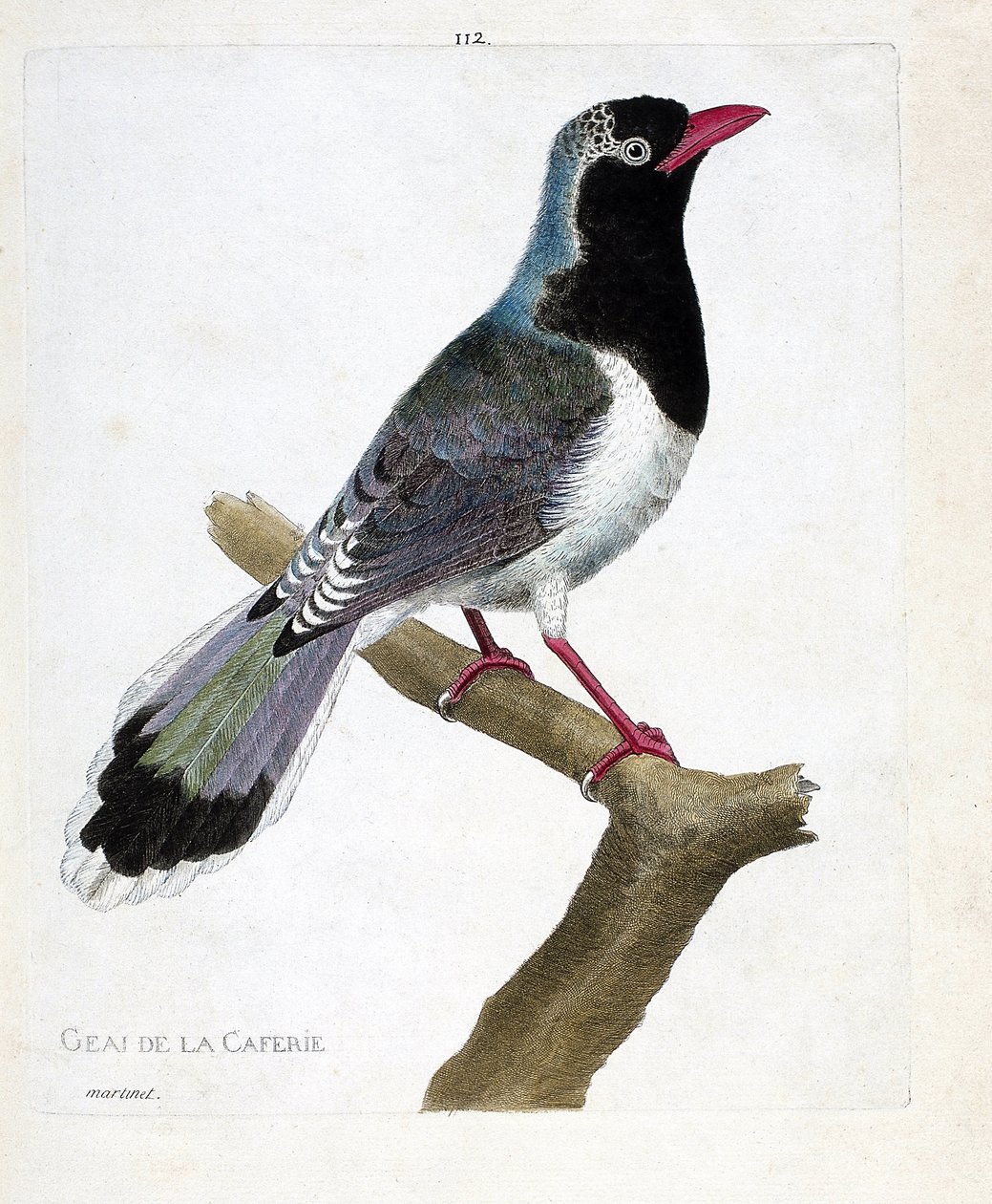 Planche zoologique (ornithologie) : la pie de la cafetière (pirolle à bec rouge ou urocissa erythrorhyncha). Illustration dans « L