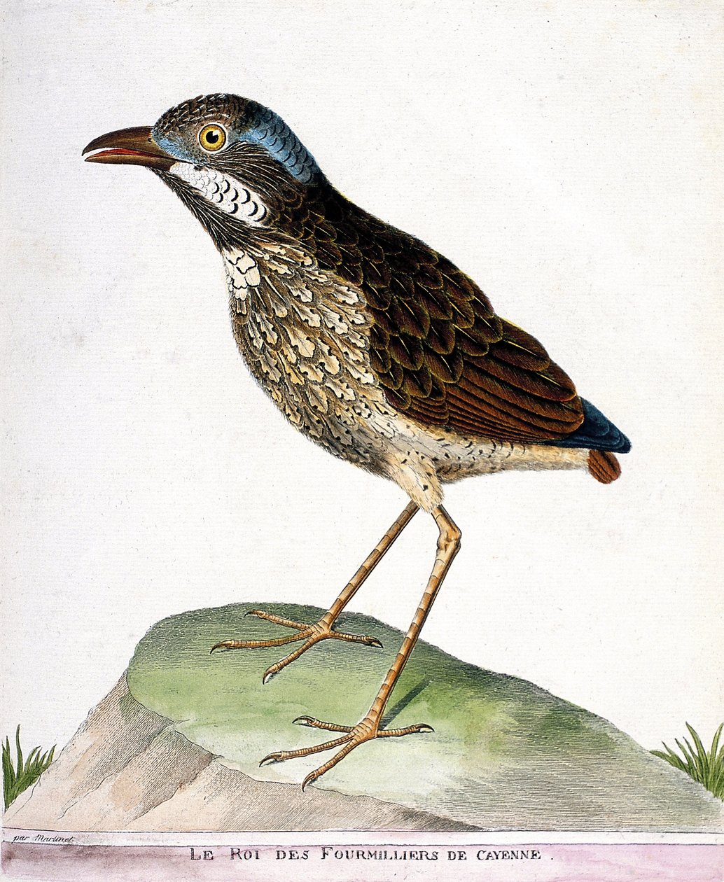 Tableau zoologique (ornithologie) : le roi des quatre-mille de Cayenne (grallaria varia). Illustration dans « L