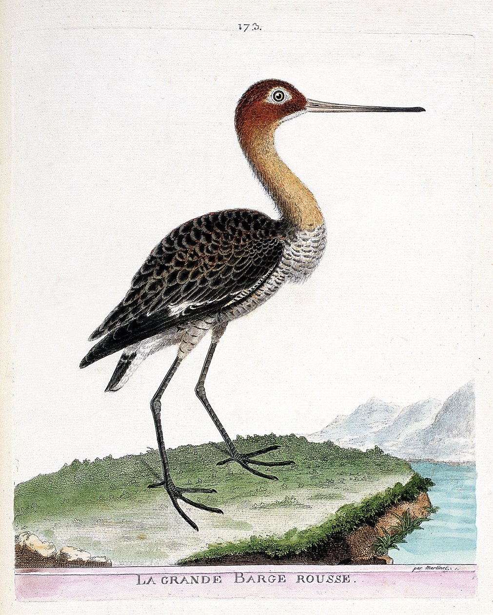 Planche zoologique (ornithologie) : la barge à queue noire (limosa limosa). Illustration dans « L