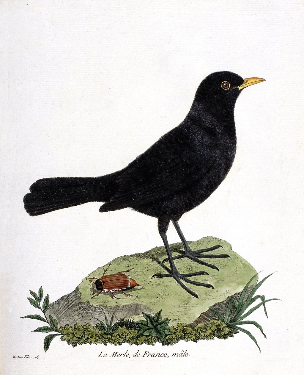 Planche zoologique (ornithologie) : le merle noir mâle (turdus merula). Illustration dans « L