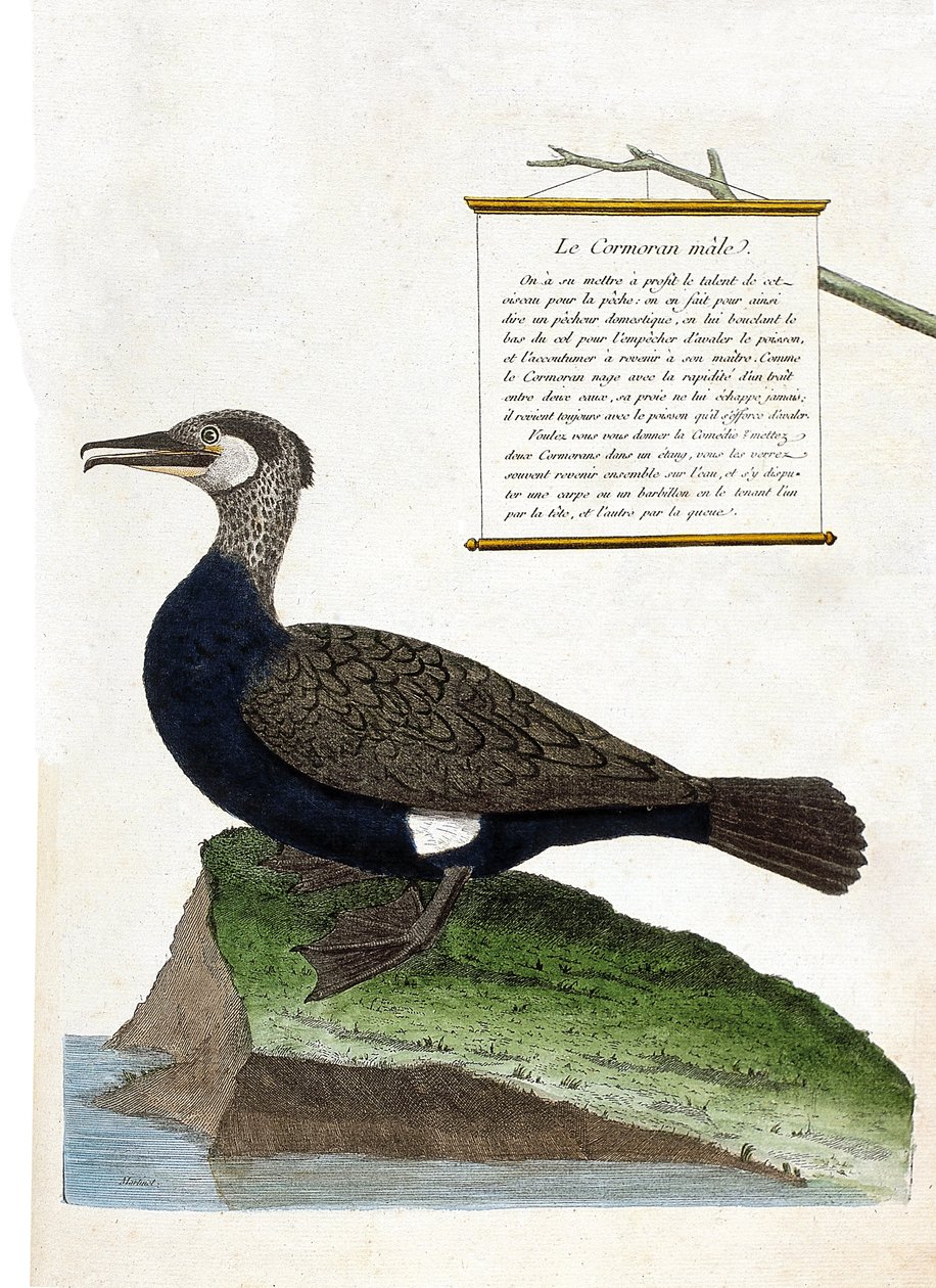 Tableau zoologique (ornithologie) : le mâle cormoran (phalacrocorax carbo). Illustration dans « L