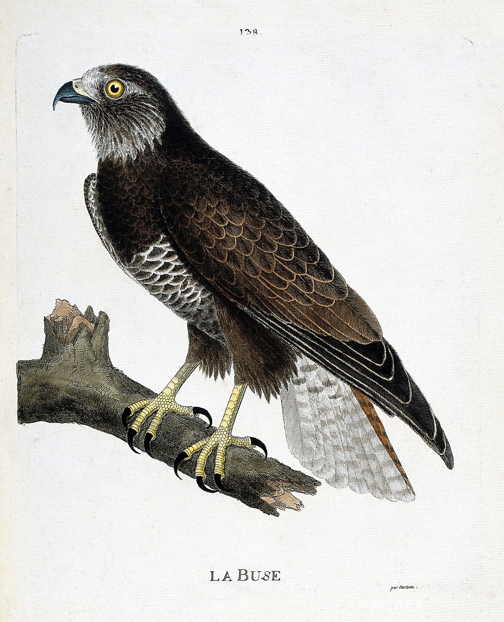 Carte zoologique (ornithologie) : buse variable (buteo buteo) sur une branche. Illustration dans « L