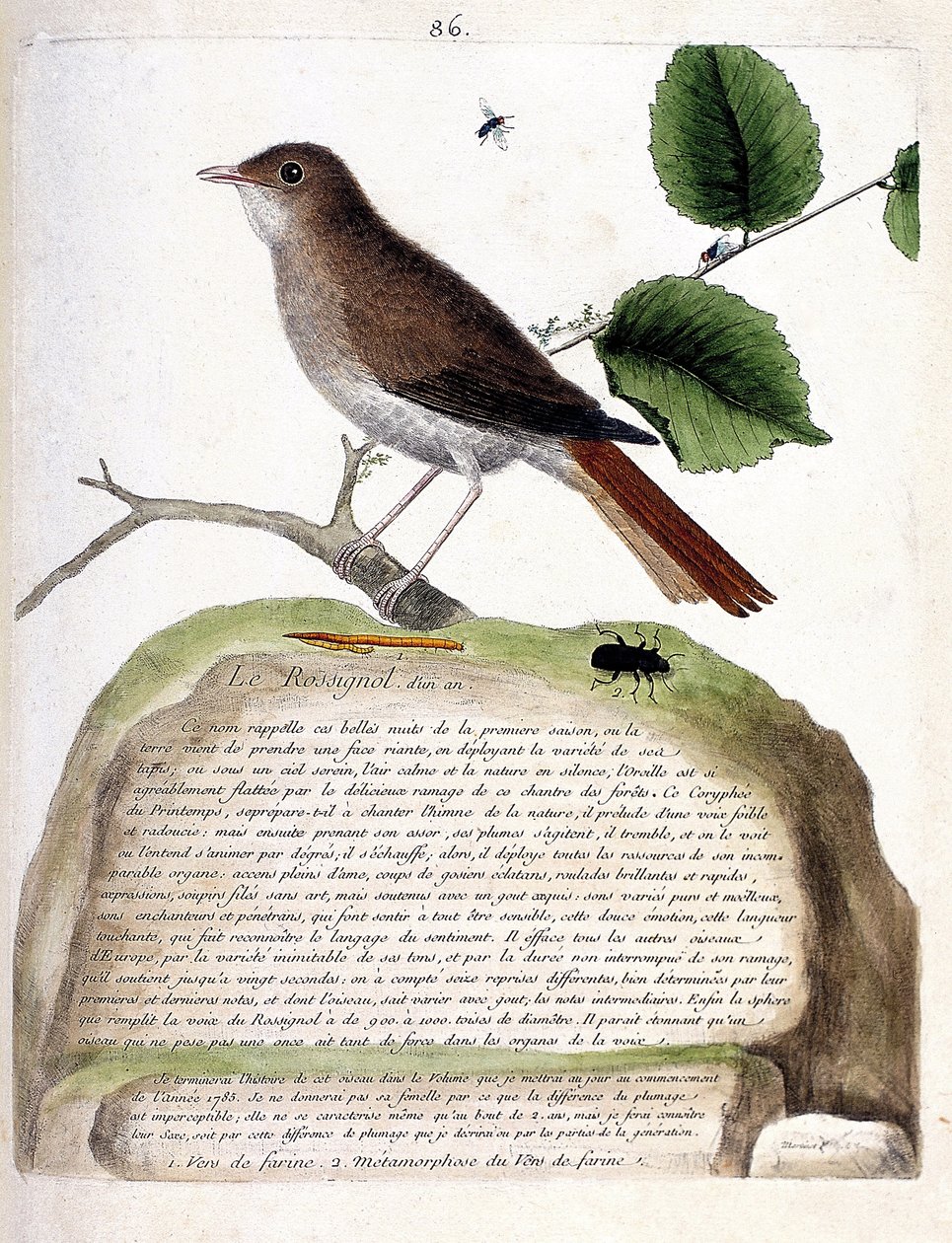 Planche zoologique (ornithologie) : le rossignol d