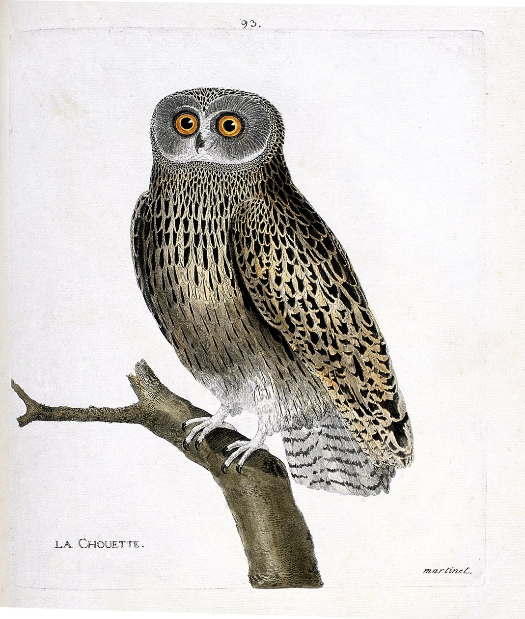Planche zoologique (ornithologie) : La chouette (chouette hulotte ou strix aluco) sur une branche. Illustration dans « L