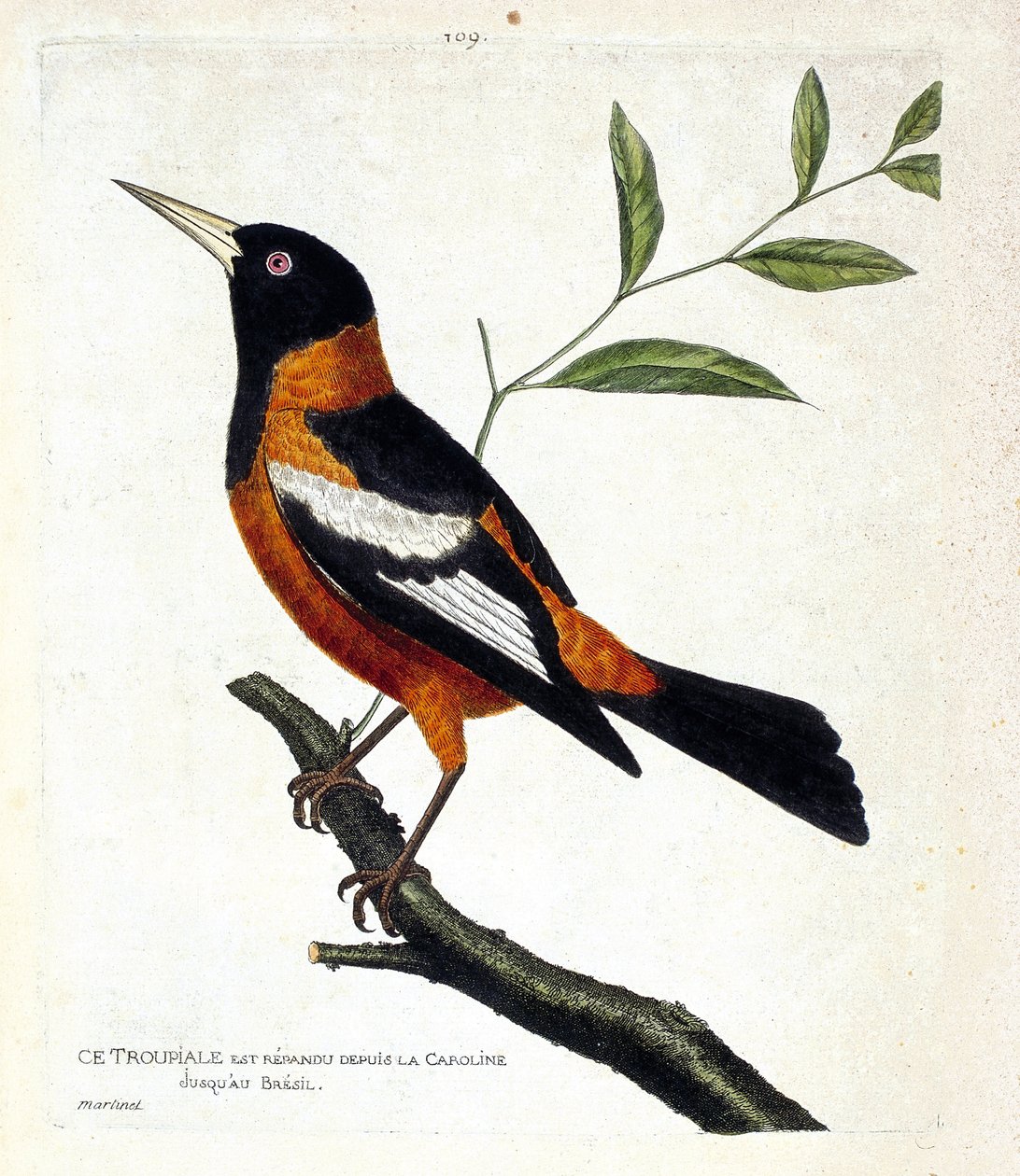 Planche zoologique (ornithologie) : le troupiale (icterus icterus) sur une branche. Illustration dans « L
