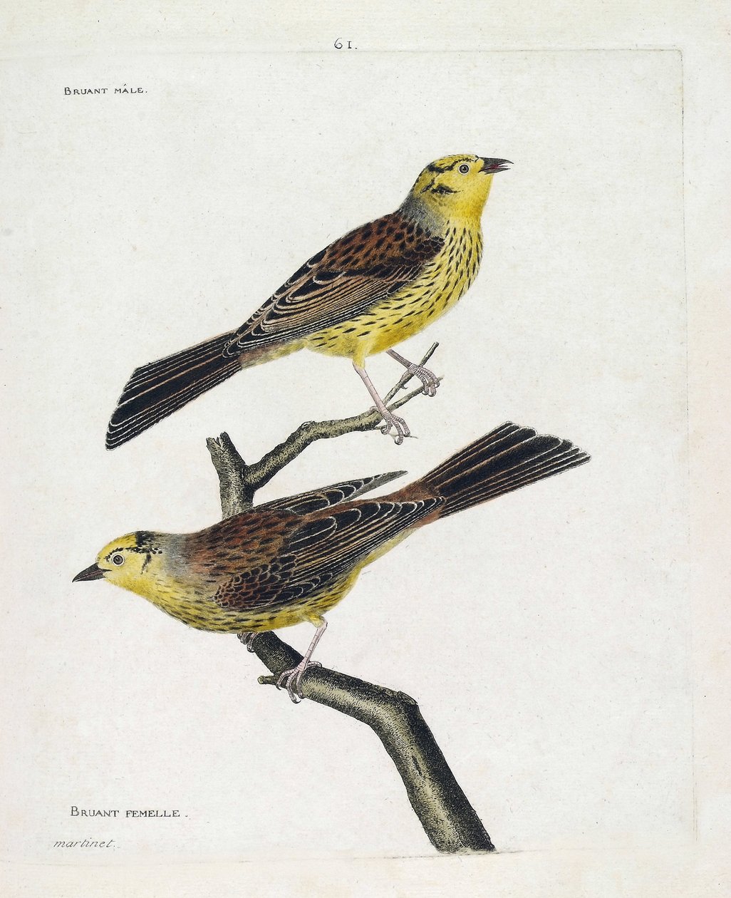 Planche zoologique (ornithologie) : de haut en bas : Moineaux mâle et femelle (Moineau jaune ou Emberiza citrinella). Illustration dans « L