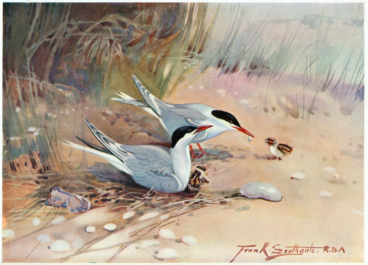 Sterne pierregarin, illustration de 