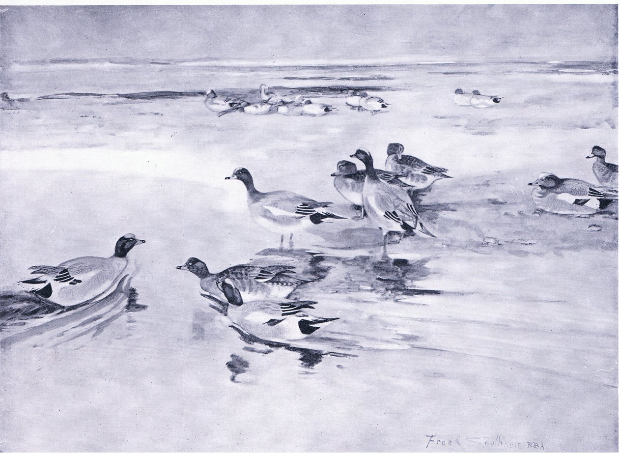 Sarcelle sur le sable - Frank Southgate