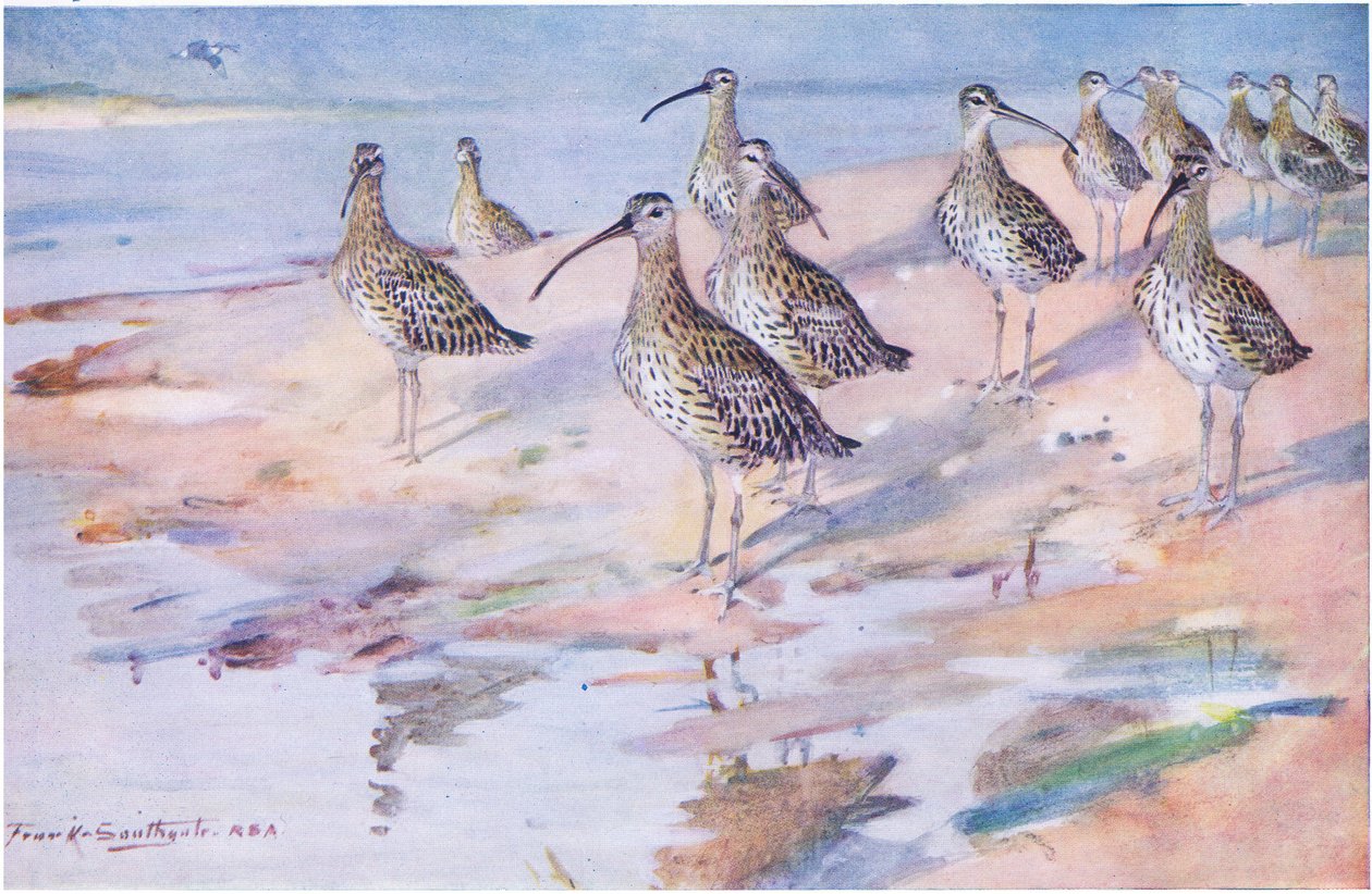 Courlis à Blakeney Point (lithographie) - Frank Southgate