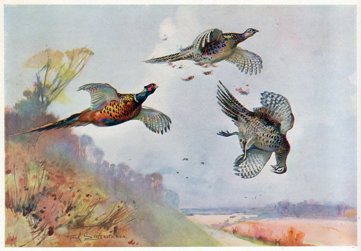 Faisans hauts, illustration de 